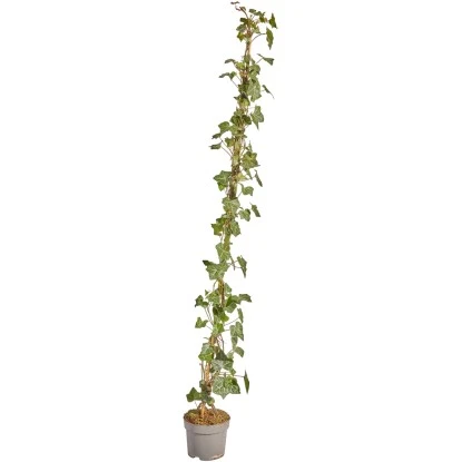 Großblättriger Irischer Efeu Set à 100 Stück Höhe 125 - 150 Cm Topf Ca. 1,5 L 1 Großblättriger Irischer Efeu Set à 100 Stück Höhe 125 - 150 Cm Topf Ca. 1,5 L