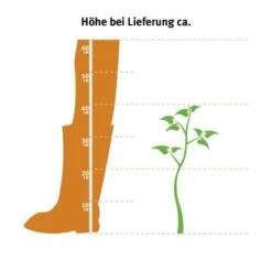 Hainbuche Set à 110 Stück Höhe Ca. 125 - 150 Cm Topf Ca. 5 L Carpinus Betulus 13 Hainbuche Set à 110 Stück Höhe Ca. 125 - 150 Cm Topf Ca. 5 L Carpinus Betulus -Garten Verkauf 2 l thuja occidentalis 2