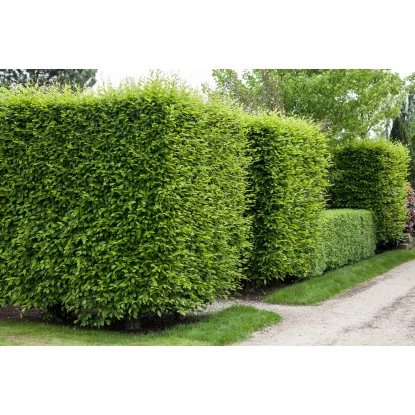 Hainbuche Set à 110 Stück Höhe Ca. 125 - 150 Cm Topf Ca. 5 L Carpinus Betulus 3 Hainbuche Set à 110 Stück Höhe Ca. 125 - 150 Cm Topf Ca. 5 L Carpinus Betulus – Bild 3