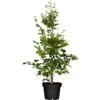 Rotbuche Grün Höhe Ca. 60 - 80 Cm Topf Ca. 3 L Fagus Sylvatica