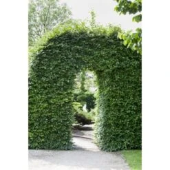 Rotbuche Grün Höhe Ca. 60 - 80 Cm Topf Ca. 3 L Fagus Sylvatica 8 Rotbuche Grün Höhe Ca. 60 - 80 Cm Topf Ca. 3 L Fagus Sylvatica -Garten Verkauf 4374872 3358 3