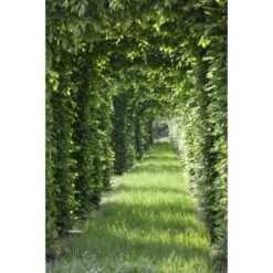 Rotbuche Grün Höhe Ca. 60 - 80 Cm Topf Ca. 3 L Fagus Sylvatica 9 Rotbuche Grün Höhe Ca. 60 - 80 Cm Topf Ca. 3 L Fagus Sylvatica -Garten Verkauf 4374872 3358 4