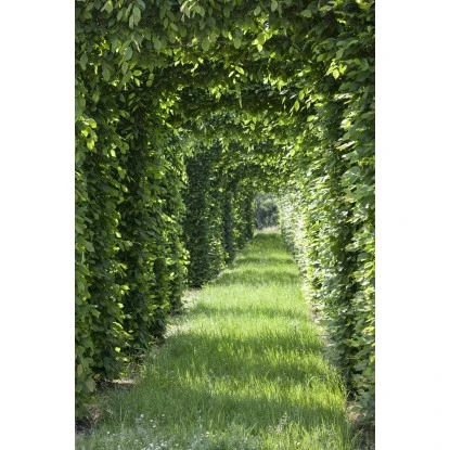 Rotbuche Grün Höhe Ca. 60 - 80 Cm Topf Ca. 3 L Fagus Sylvatica 4 Rotbuche Grün Höhe Ca. 60 - 80 Cm Topf Ca. 3 L Fagus Sylvatica – Bild 4