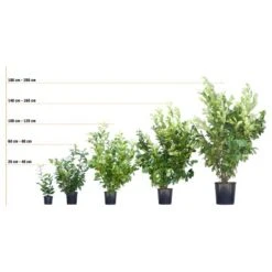 Hainbuche Set à 110 Stück Höhe Ca. 125 - 150 Cm Topf Ca. 5 L Carpinus Betulus 12 Hainbuche Set à 110 Stück Höhe Ca. 125 - 150 Cm Topf Ca. 5 L Carpinus Betulus -Garten Verkauf 72246 3358 kirschlorbeer 3 1