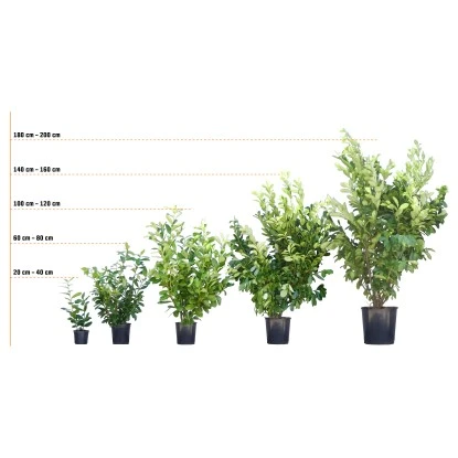 Rotbuche Grün Höhe Ca. 60 - 80 Cm Topf Ca. 3 L Fagus Sylvatica 5 Rotbuche Grün Höhe Ca. 60 - 80 Cm Topf Ca. 3 L Fagus Sylvatica – Bild 5