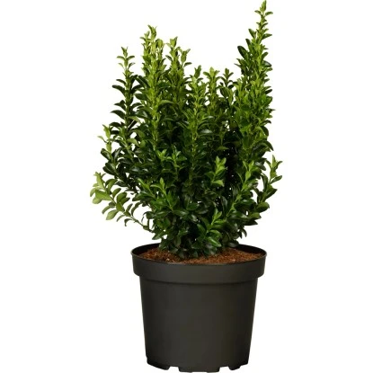 Spindelstrauch "Green Wonder" 6er-Pack Euonymusjaponica 1 Spindelstrauch "Green Wonder" 6er-Pack Euonymusjaponica
