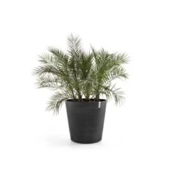 Ecopots Pflanztopf Amsterdam Rollen Dunkelgrau 100 Cm X 87,5 Cm 5 Ecopots Pflanztopf Amsterdam Rollen Dunkelgrau 100 Cm X 87,5 Cm -Garten Verkauf terdamWheels100DarkGrey 01